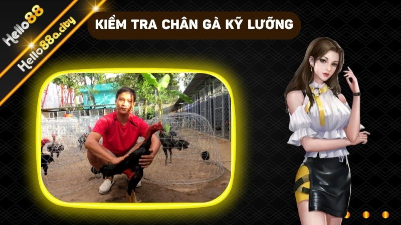 Kiểm tra chân gà xem có thực sự phù hợp để băng cựa hay không